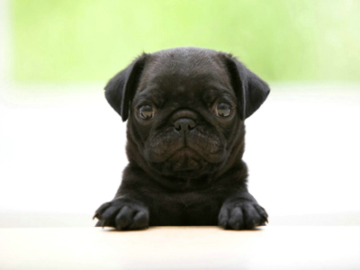 1476857652821746.jpg animal_hd_fun_animals_1920x1200_1867_3.jpg